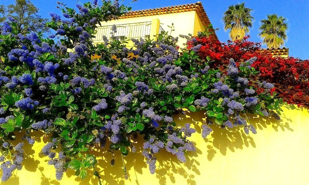 Villa Jacaranda
