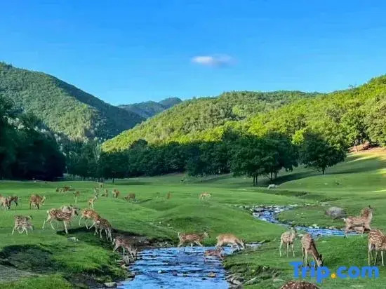 Yichun Dasha Hotel (Xing'an National Forest Park)