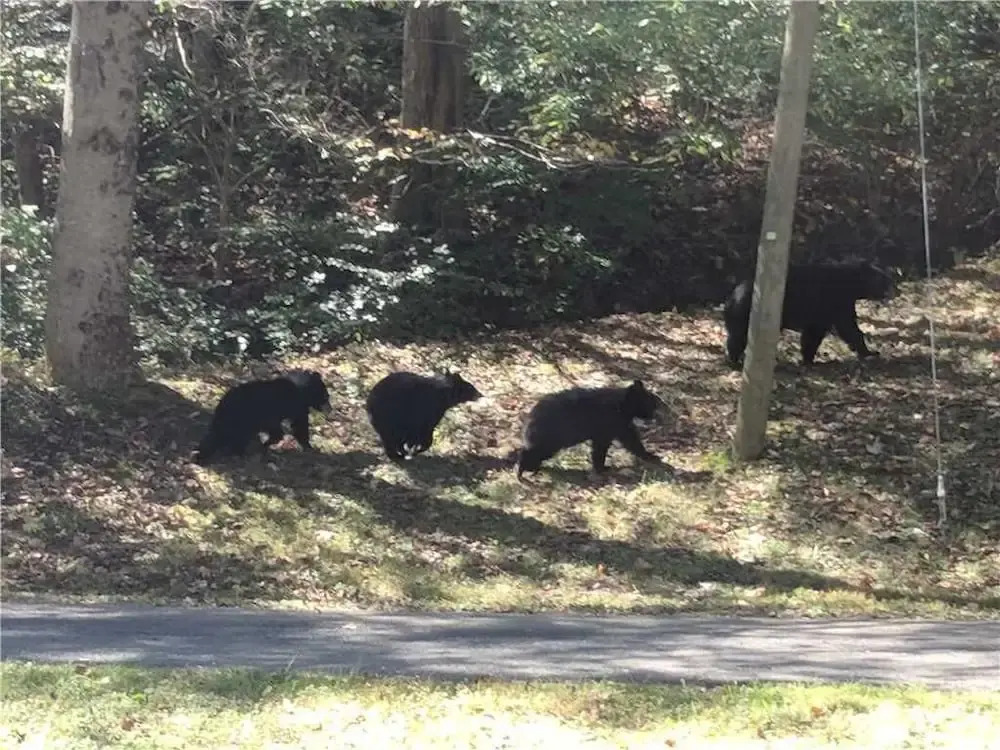 Bear Crossing - Two Bedroom Cabin