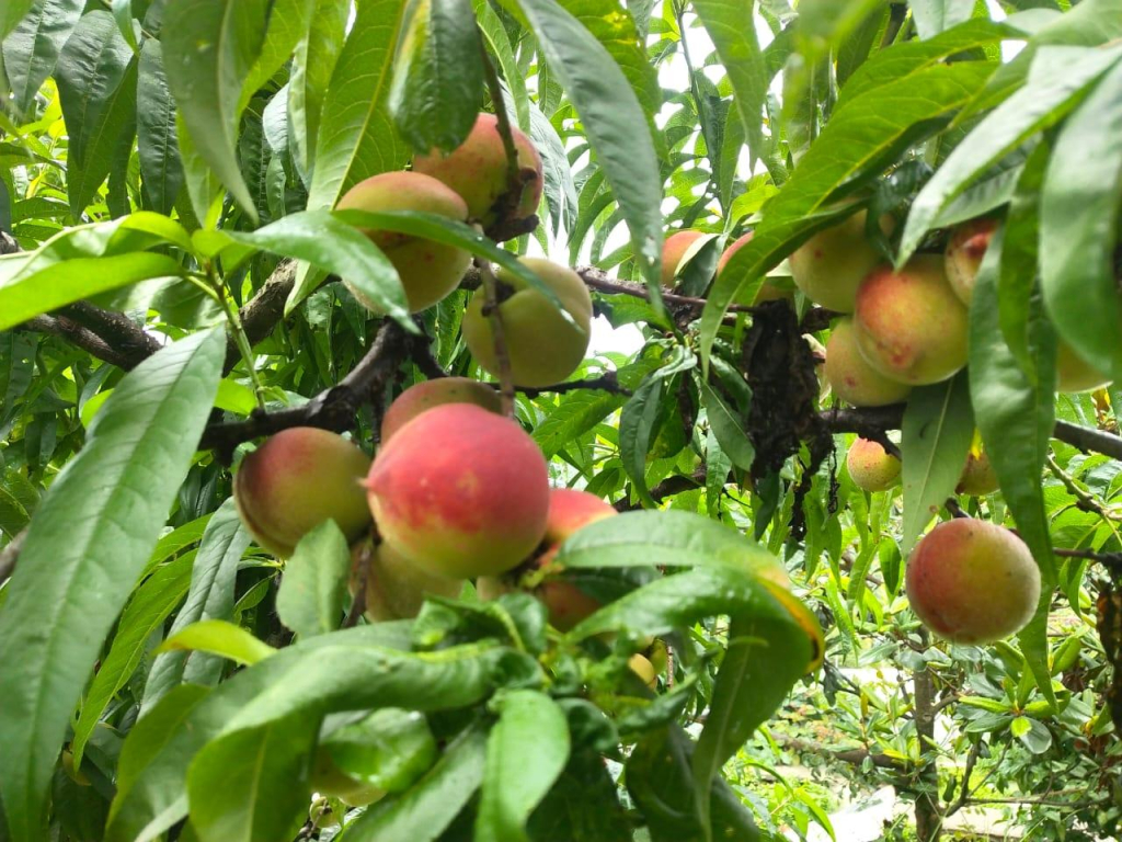 Trishul Orchard Resort