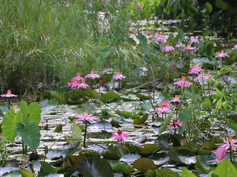 Baan Maka Nature Lodge