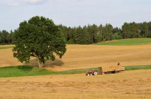 Wyspa Świerków