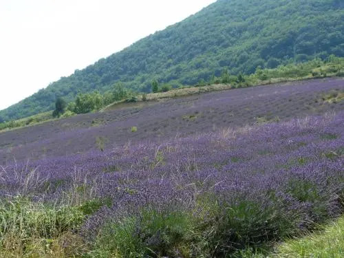 La clairière