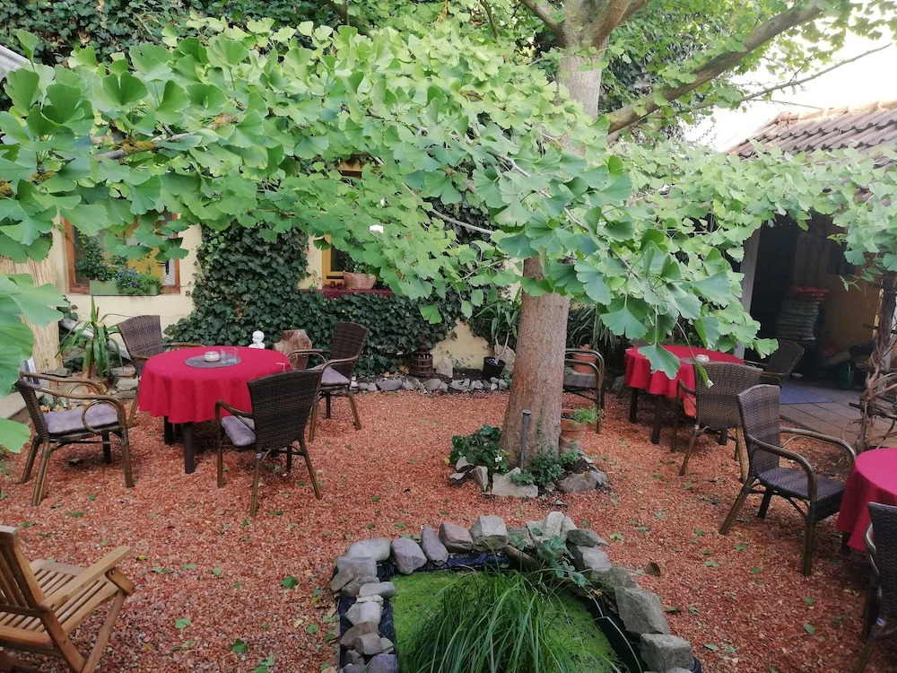 Zum Ginkgobaum