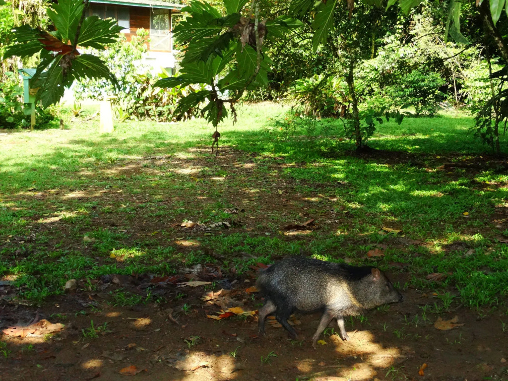 La Selva Biological Station