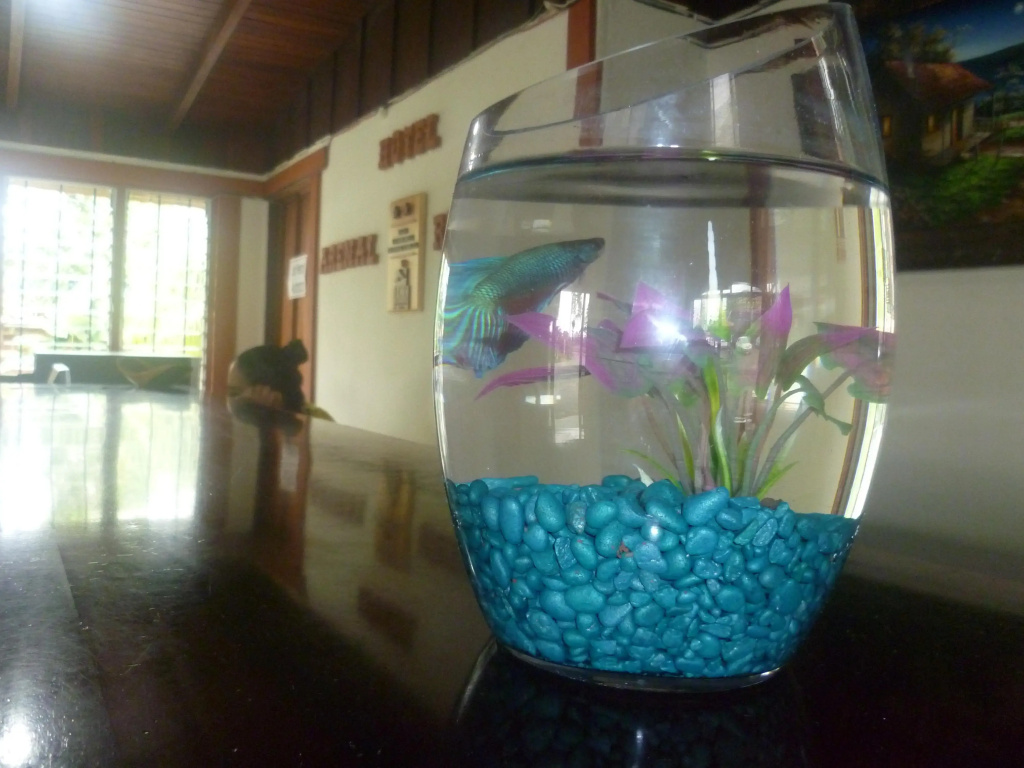 Hotel Destinos Arenal