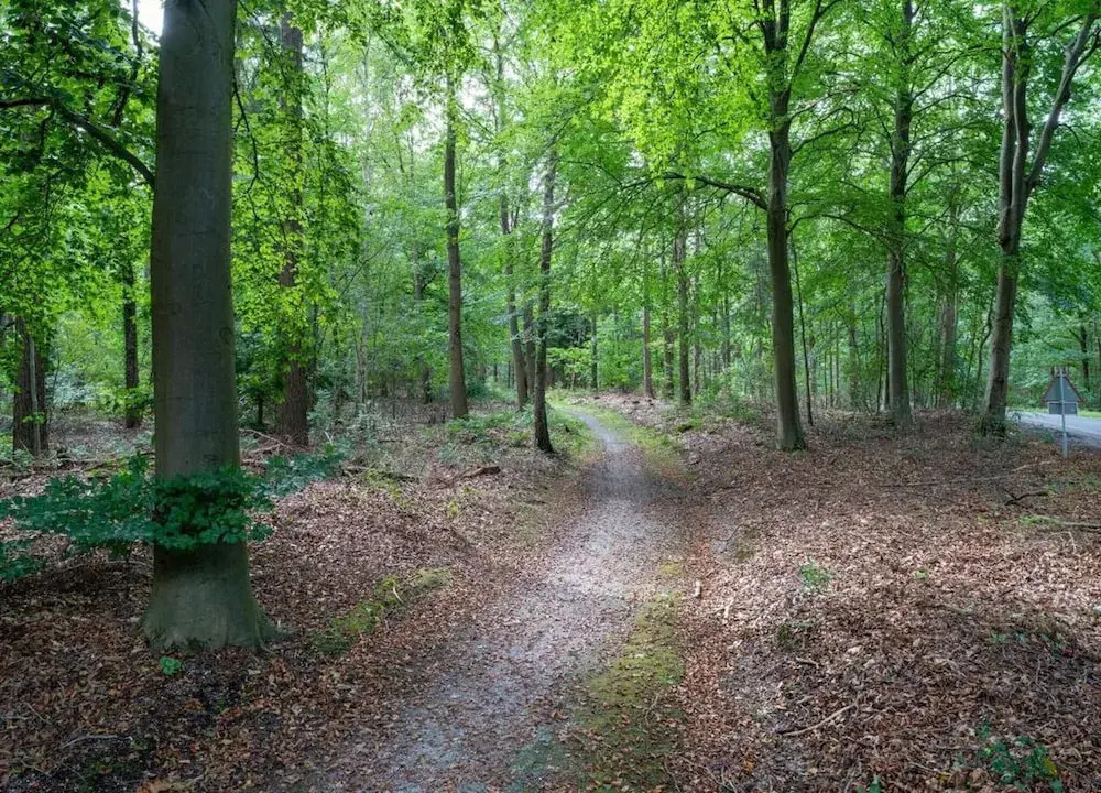 Quiet Glade Stay With Kid