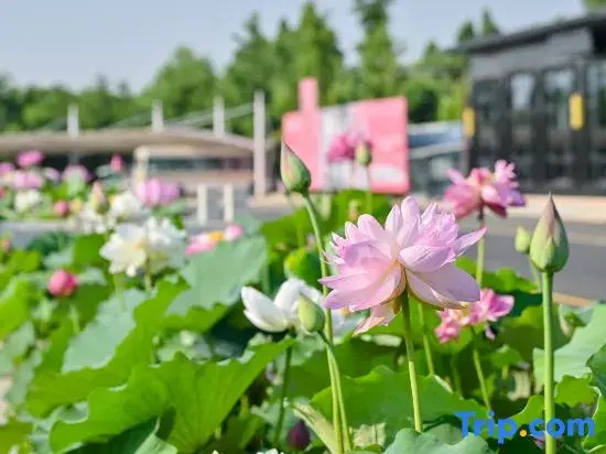 gemHotel (Xiong'an New District Rongcheng Government Affairs Center Gymnasium)