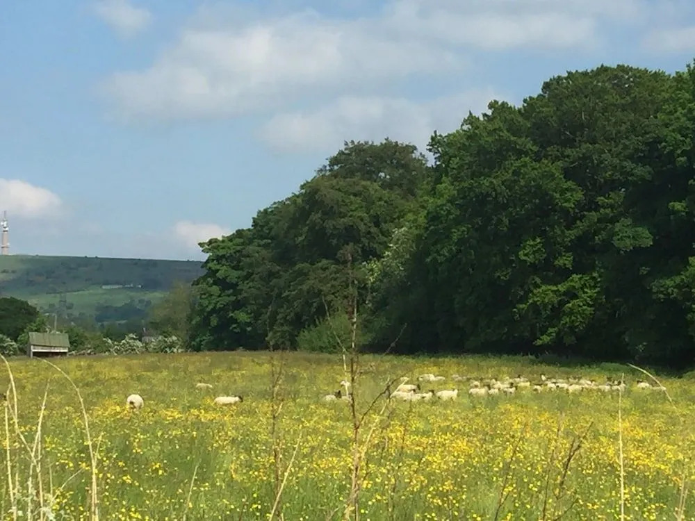 Shellow Lane Lodges