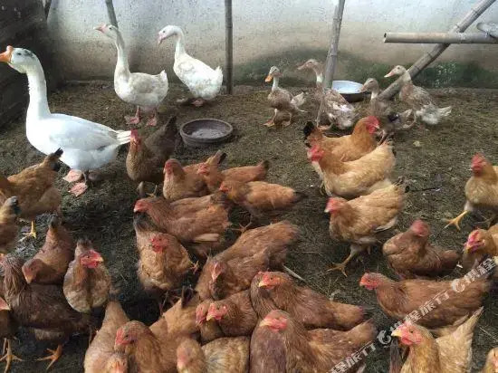 Guochazhuang Farm Stay