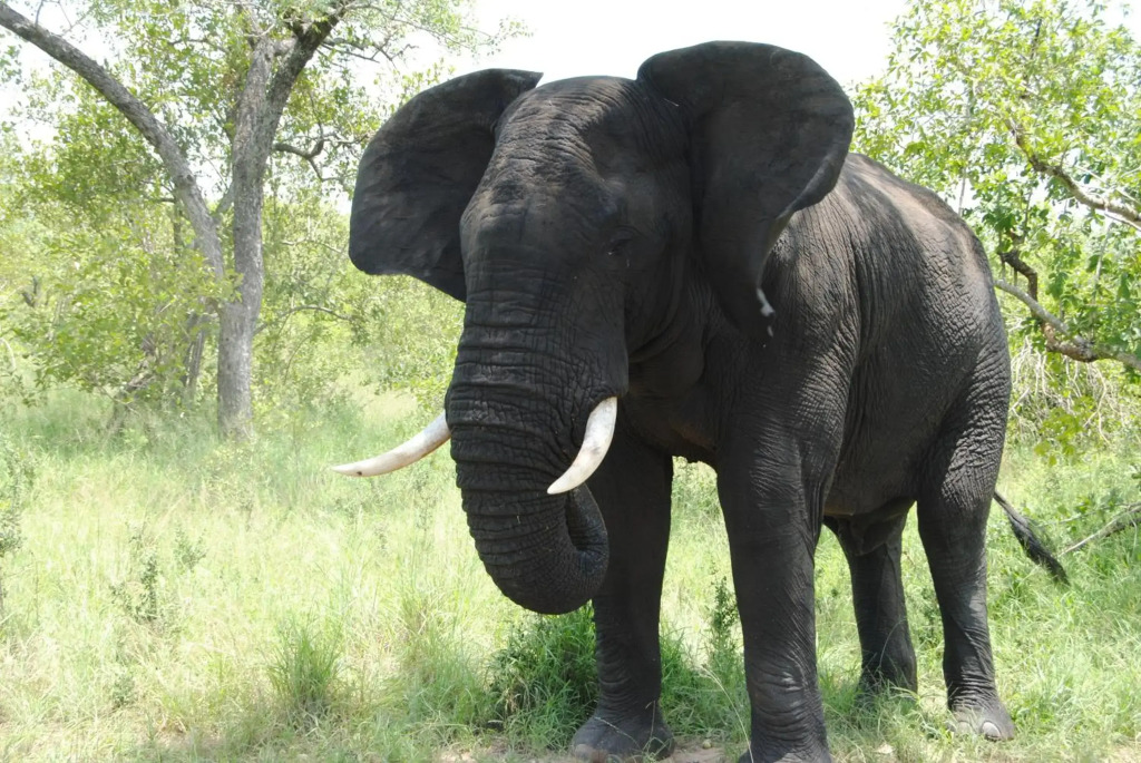 Thornybush Simbambilli Lodge