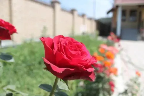 The Zhibek-Zholu Guest House