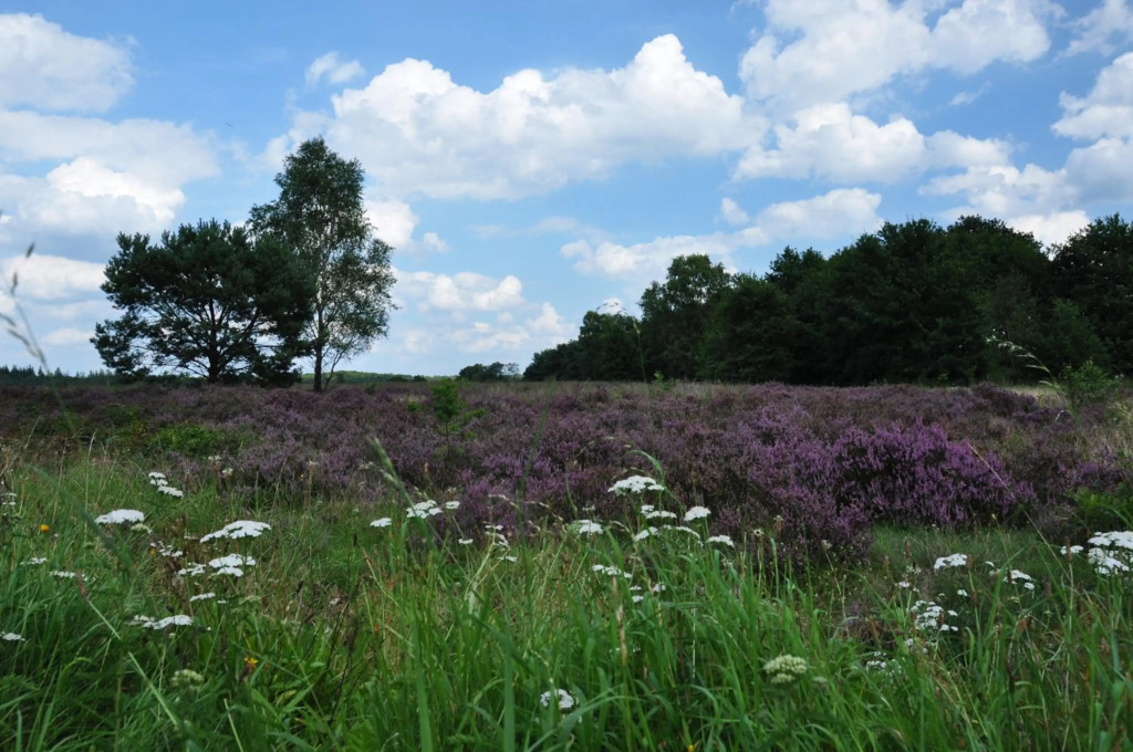 De Kleine Kriemelkuil {Het Herdertje}
