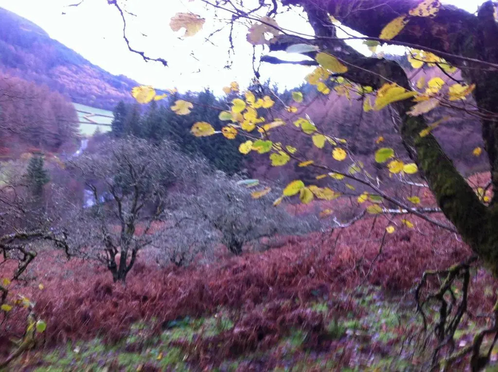 Bryncelyn Guesthouse