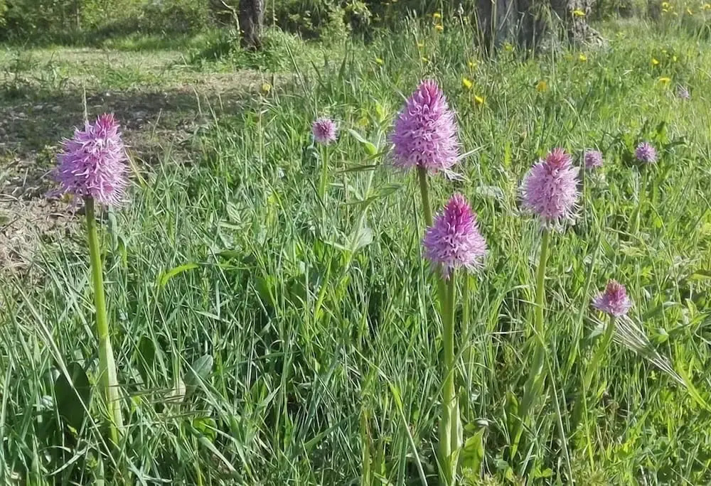 Fattoria Sociale Il Giardino dei Ciliegi