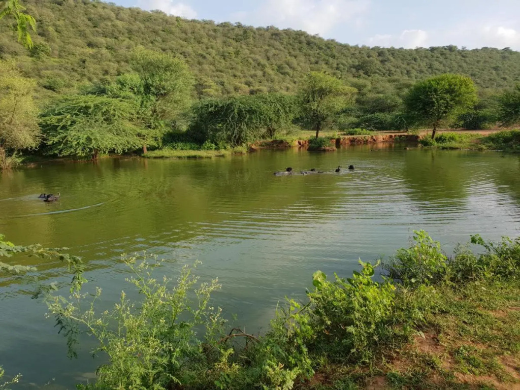Sariska Tiger Heaven
