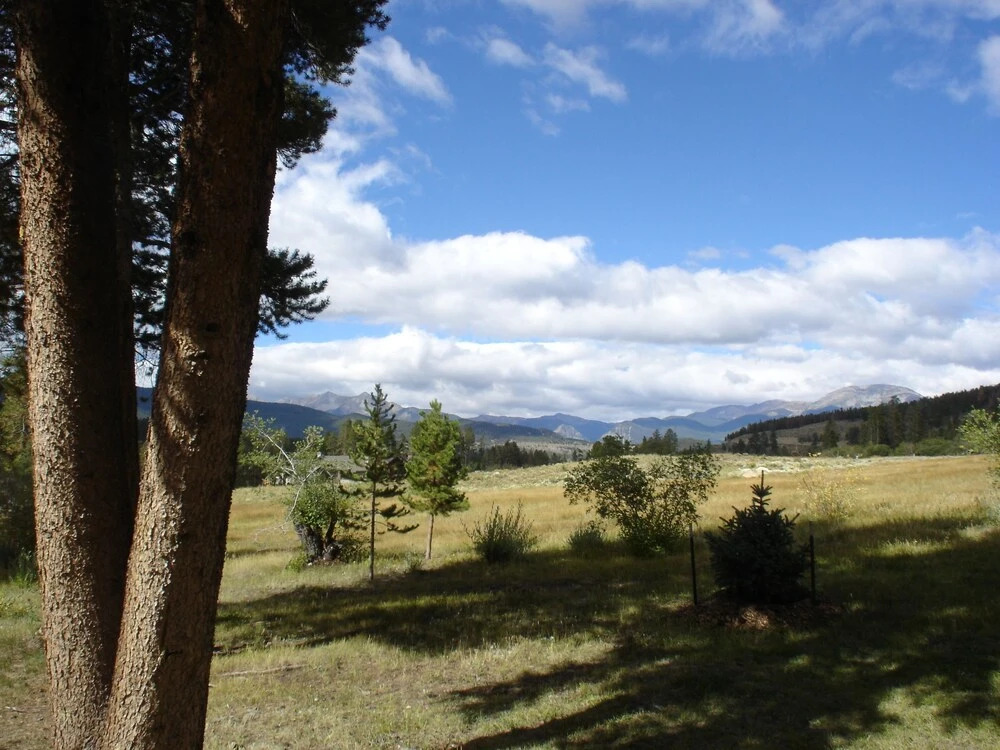 Pines 2133