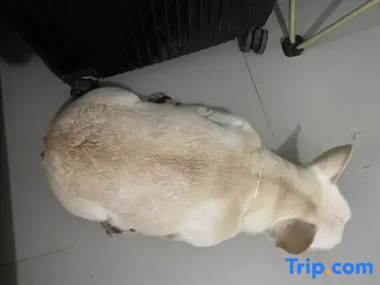 Qibo·Su Homestay (Xiamen Zhongshan Road Bashi)