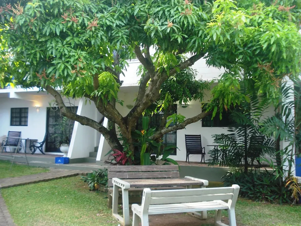Bananaquit Tobago -Stay Near the Beach