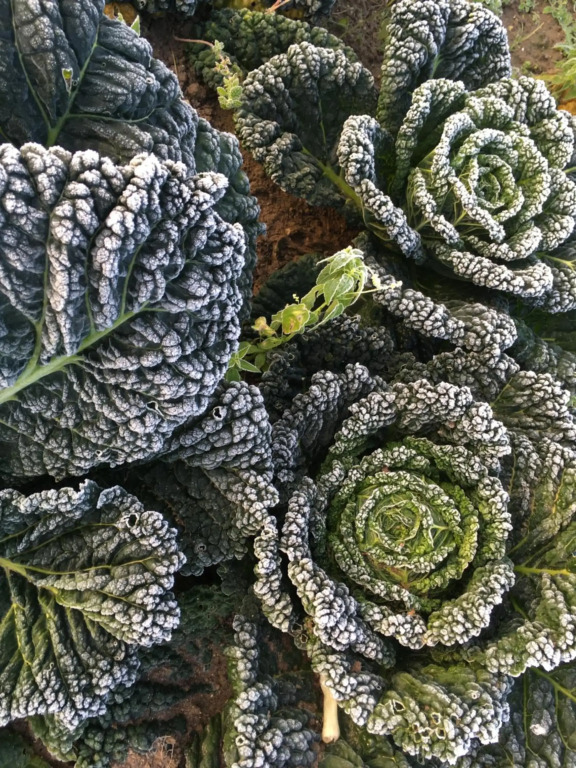 Warmoes tuinderswoning