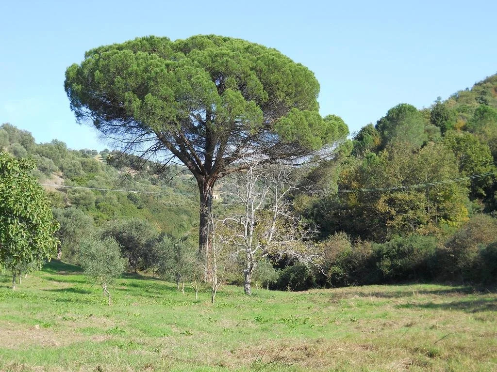 Mandria Del Dottore Toscano