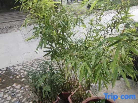 Yunduan Tea House Homestay (Yunshuiyao Branch)