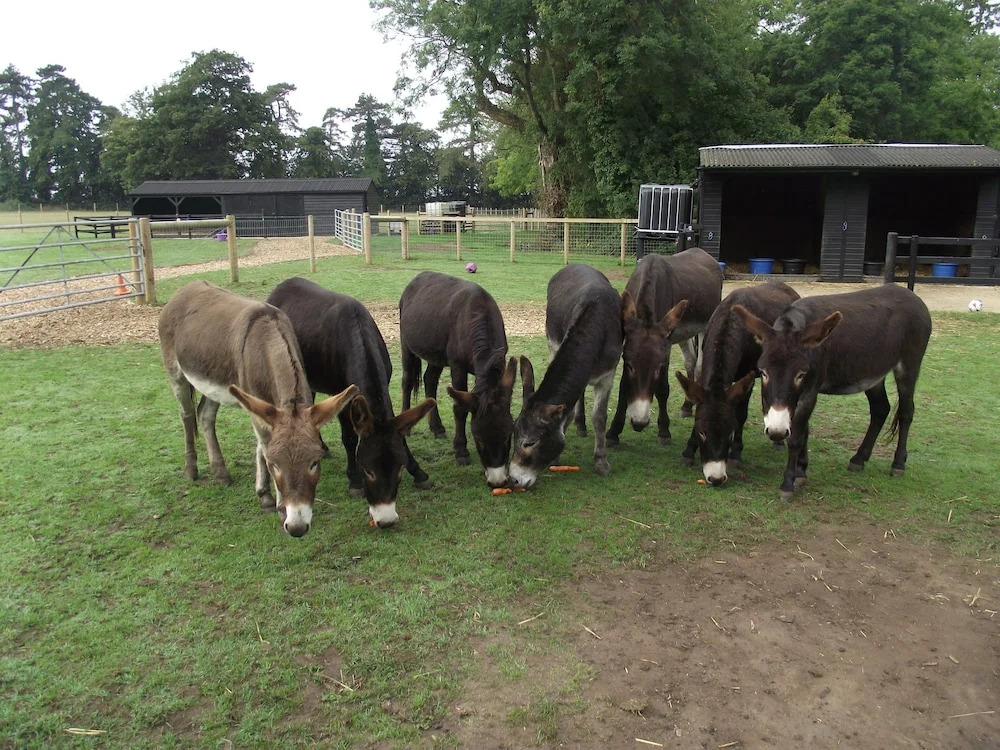 Wyvern Farm