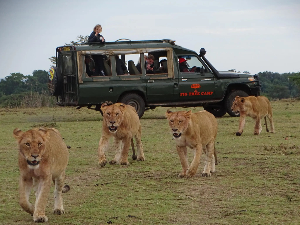 Fig Tree Camp - Maasai Mara