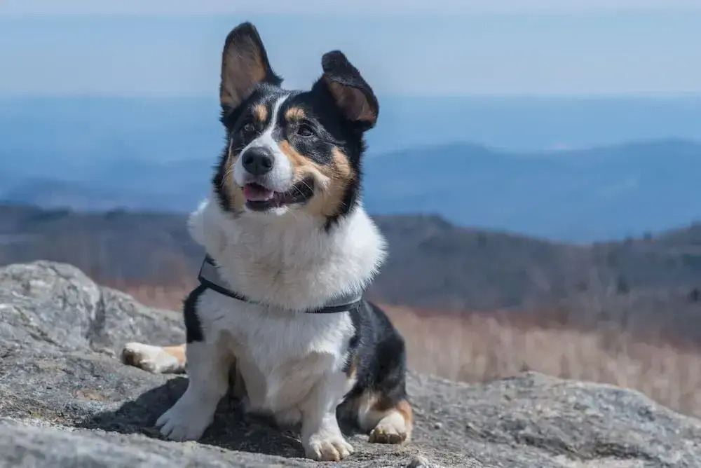 Pet Friendly Studio Near Biltmore w Espresso bar