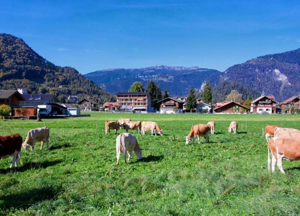 Pristine Home in a Charming Village, Large Grassy Sunbathing Area, View of the Mönch and Jungfrau