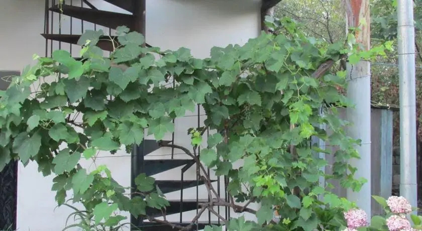Nikala Guest House