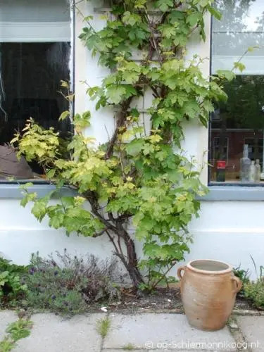De Salon op Schiermonnikoog