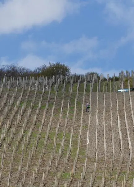 Weingut & Gästehaus Schmitz-Bergweiler