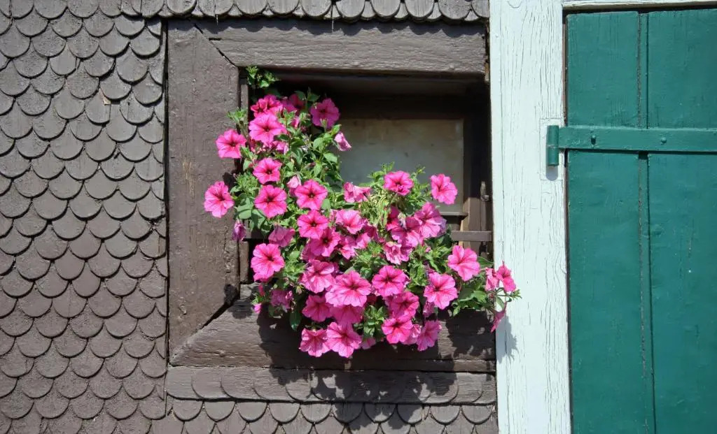 Gasthaus-pension zum Löwen