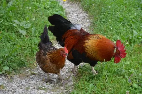 Turistična kmetija Bevšek-Ošep