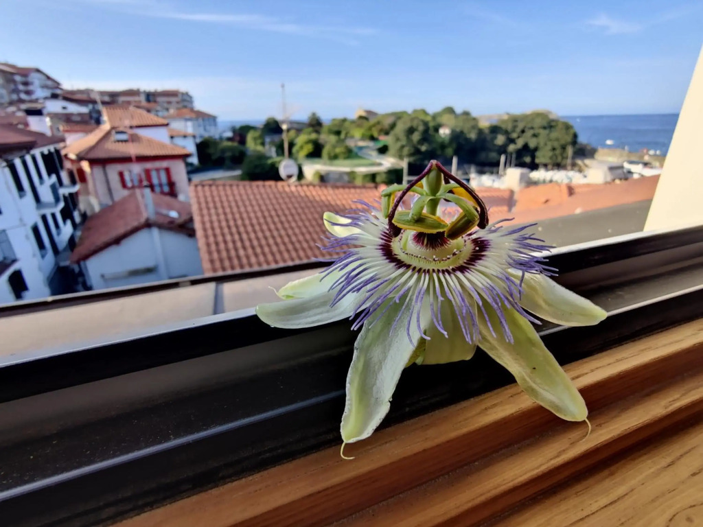 Apartamentos Mundaka Surf PLAZA