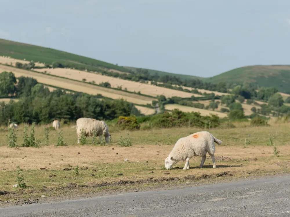 Upper Caerfaelog