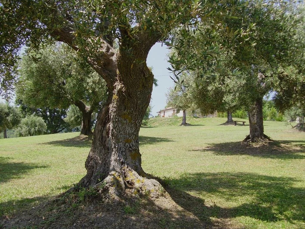 Il Sorger Del Sole