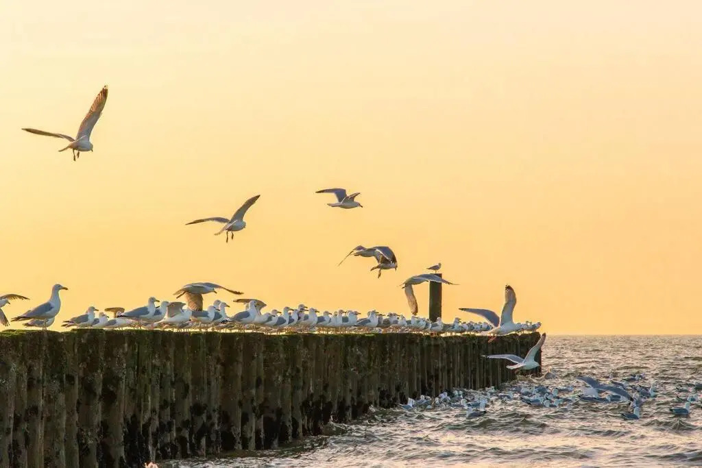 Boszicht aan de Kust 2