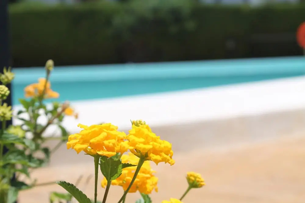 Rootop Villa - Chalet en Cabo Pino con vistas al mar, jardines y piscina