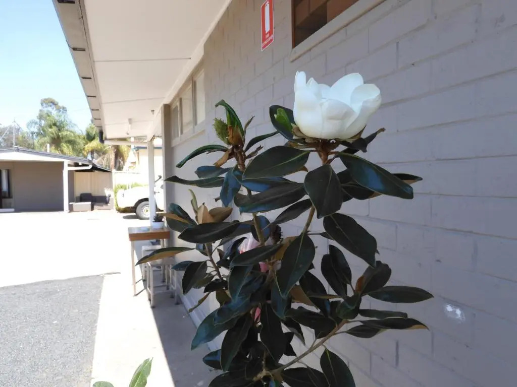 Dalby Parkview Motel