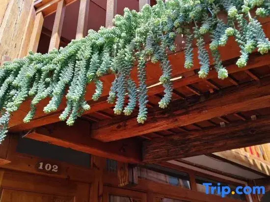 Xingxing Suxu · Snow Mountain Scenic Beauty Stay (The Old Town of Lijiang)