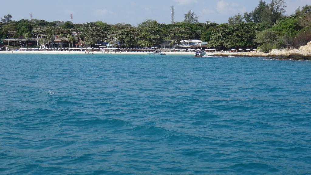 Blue Dolphin