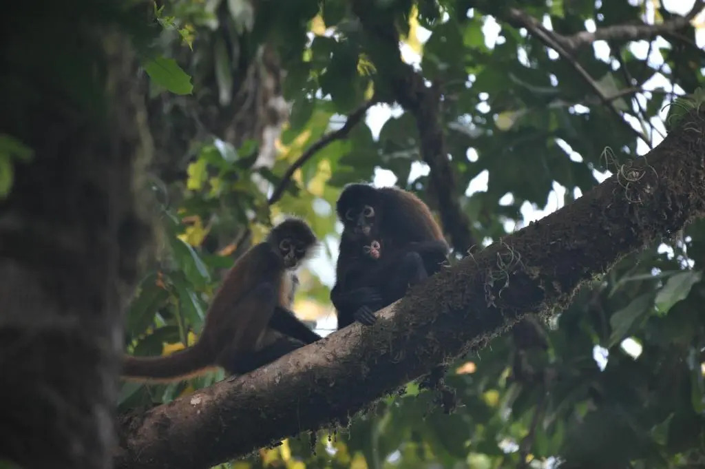 Complejo Ecoturistico Tamandua