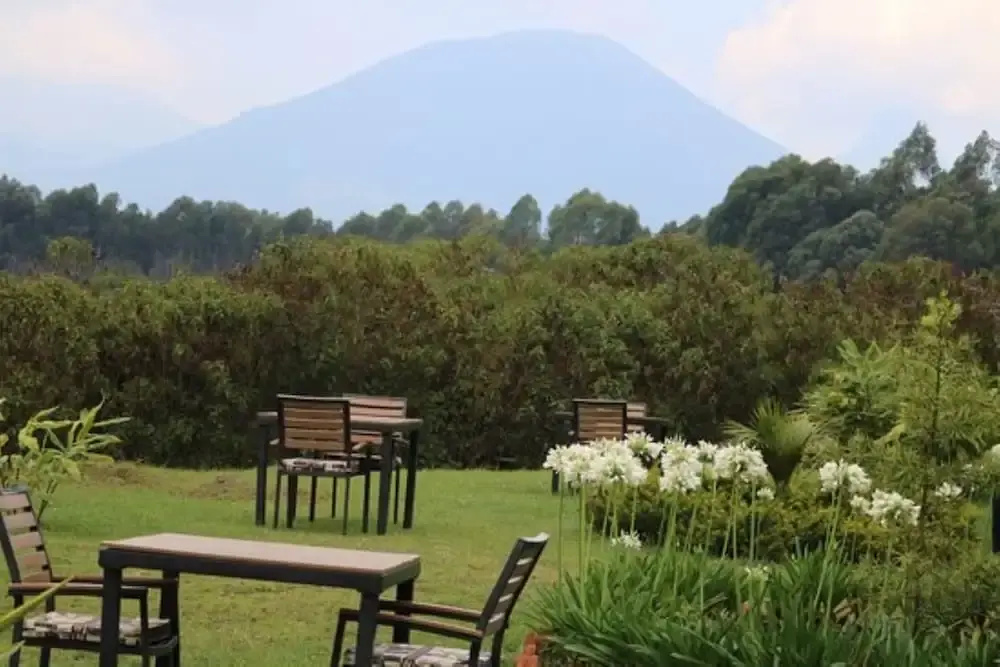 Da Vinci Gorilla Lodge