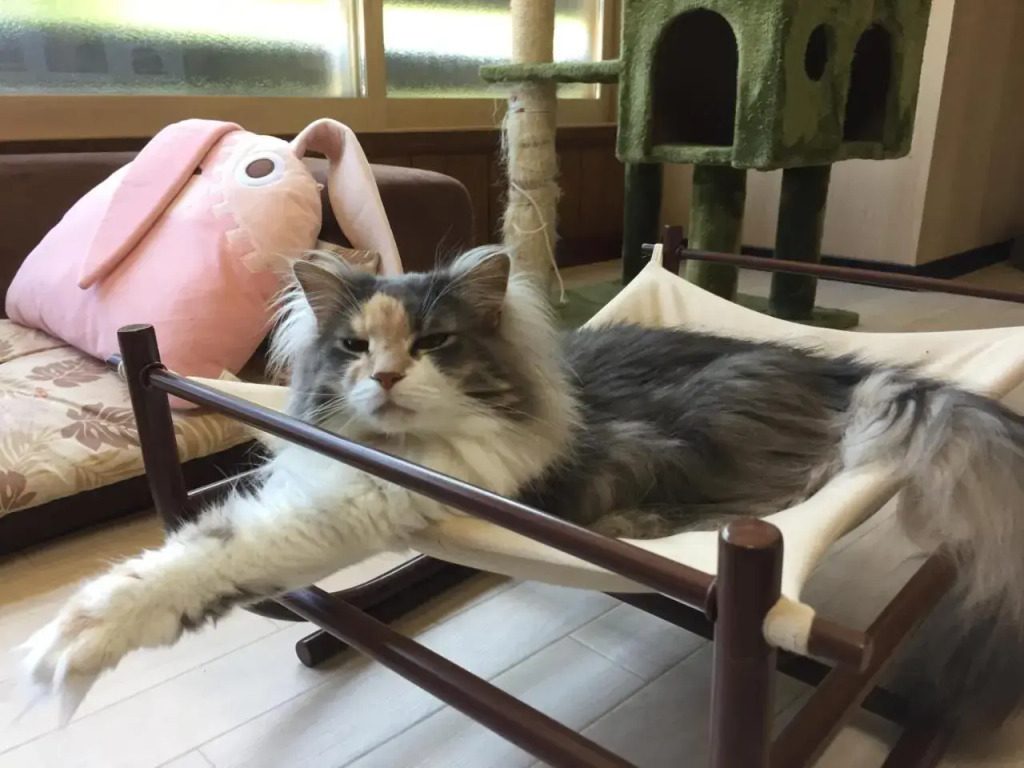 Cat Cafe & Stay Cultuss Home