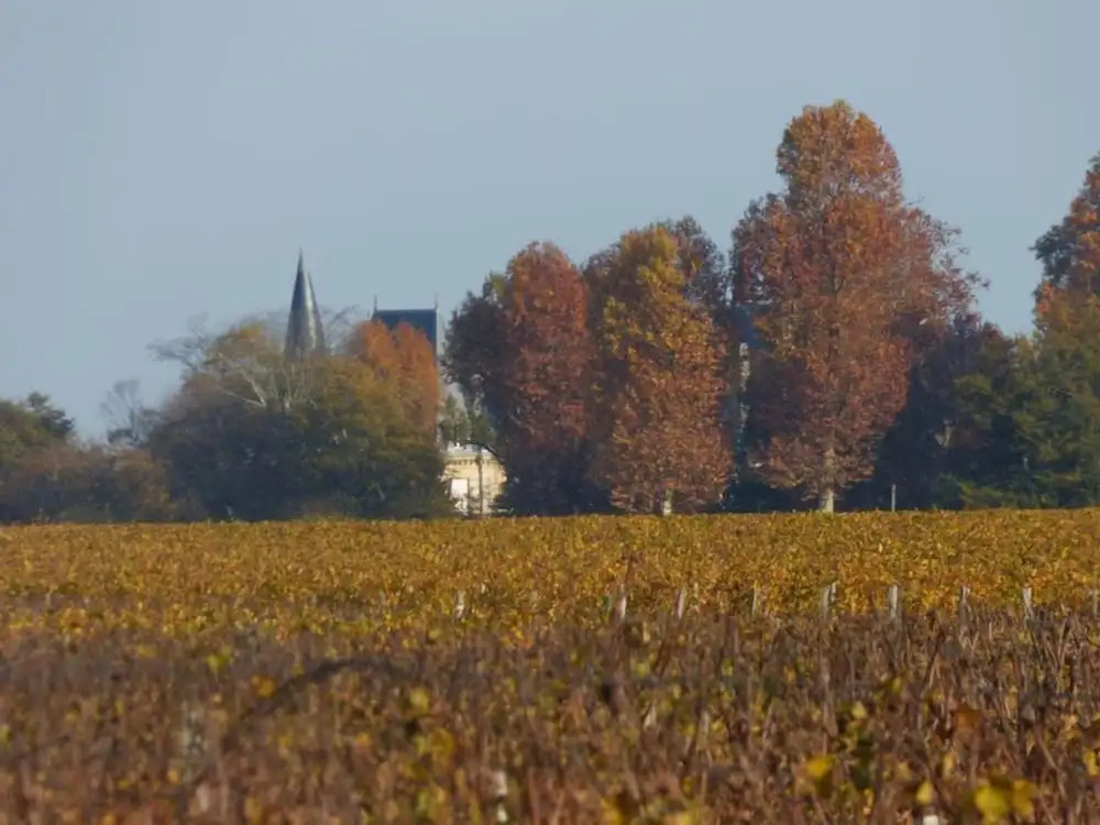Le Coeur des Vignes