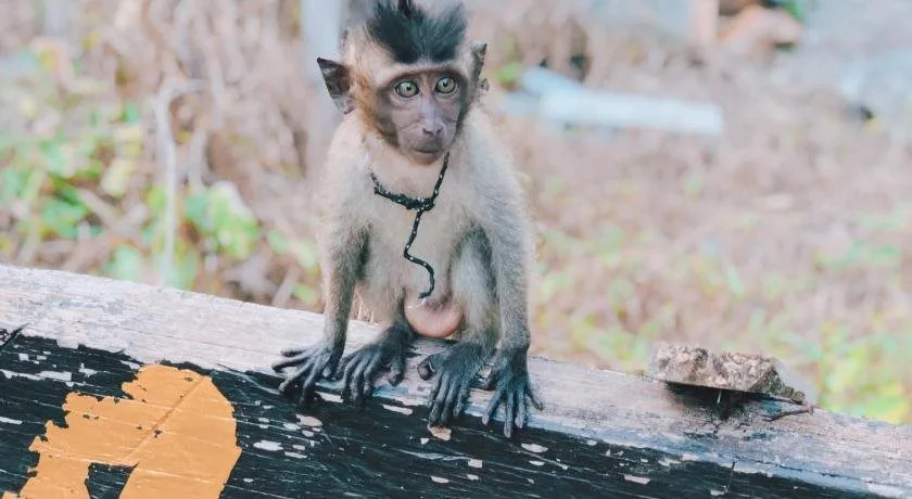 Monkey Bungalow