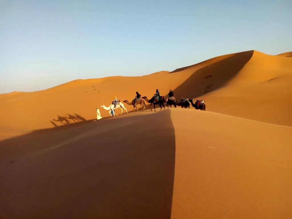 Camels House