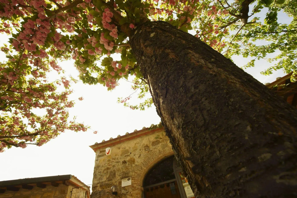 Podere Vignola